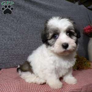 Debbie, Havanese Puppy