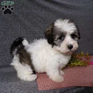 Debbie, Havanese Puppy