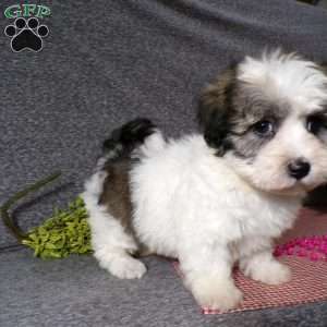 Debbie, Havanese Puppy