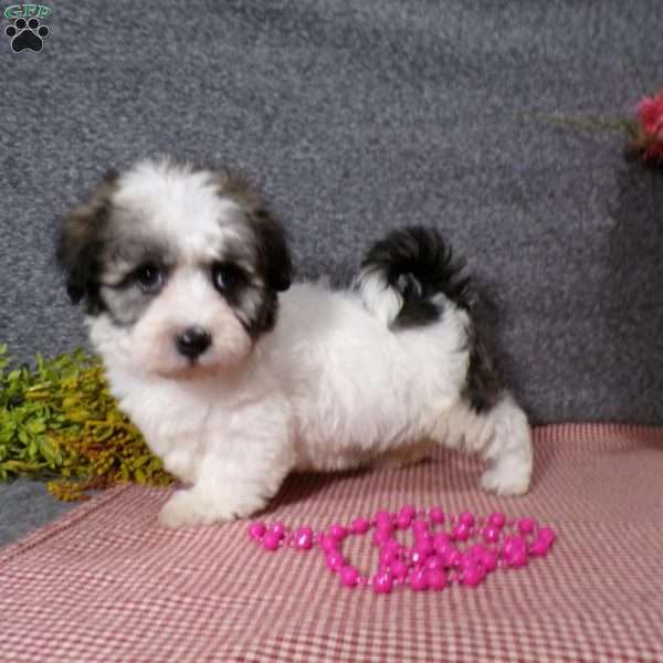 Debbie, Havanese Puppy