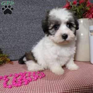 Debbie, Havanese Puppy