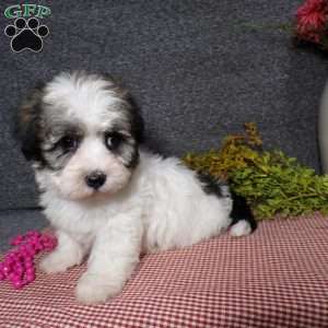Debbie, Havanese Puppy