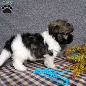 Diamond, Havanese Puppy