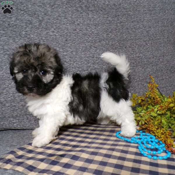 Diamond, Havanese Puppy