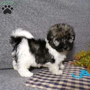Diamond, Havanese Puppy