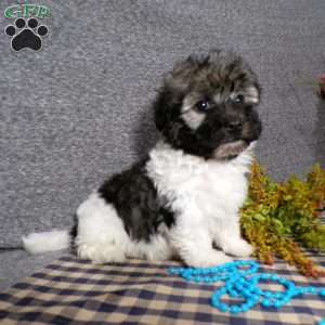 Diamond, Havanese Puppy