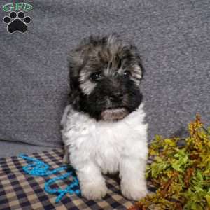 Diamond, Havanese Puppy
