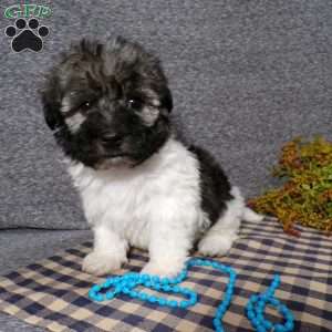 Diamond, Havanese Puppy