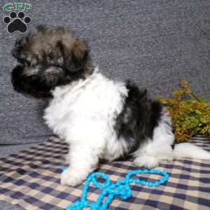Diamond, Havanese Puppy
