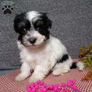 Dazel, Havanese Puppy