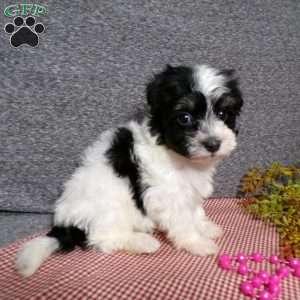 Dazel, Havanese Puppy