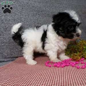Dazel, Havanese Puppy