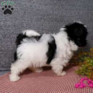 Dazel, Havanese Puppy