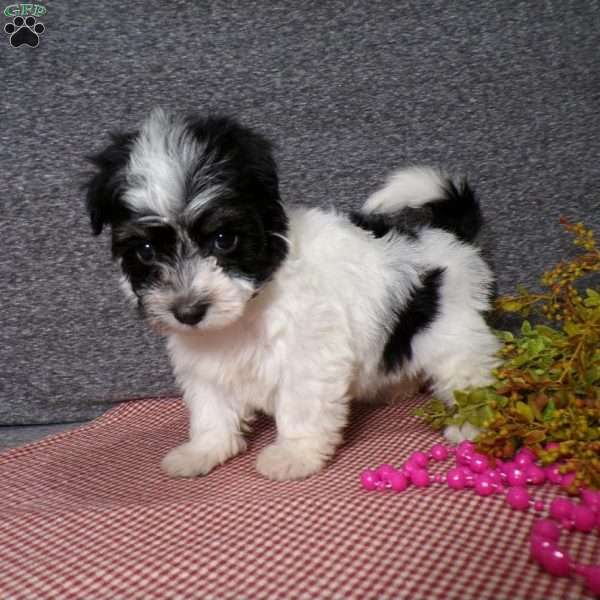 Dazel, Havanese Puppy