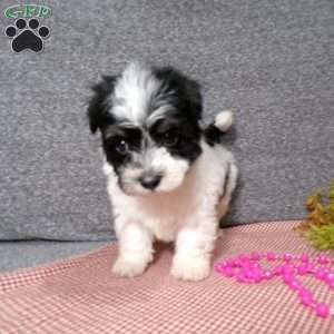 Dazel, Havanese Puppy