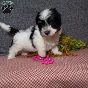 Dazel, Havanese Puppy