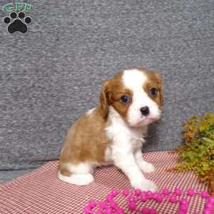 Bambi, Cavalier King Charles Spaniel Puppy