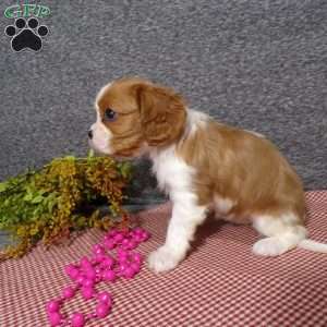 Bambi, Cavalier King Charles Spaniel Puppy