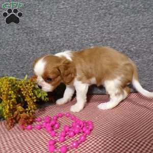 Bambi, Cavalier King Charles Spaniel Puppy
