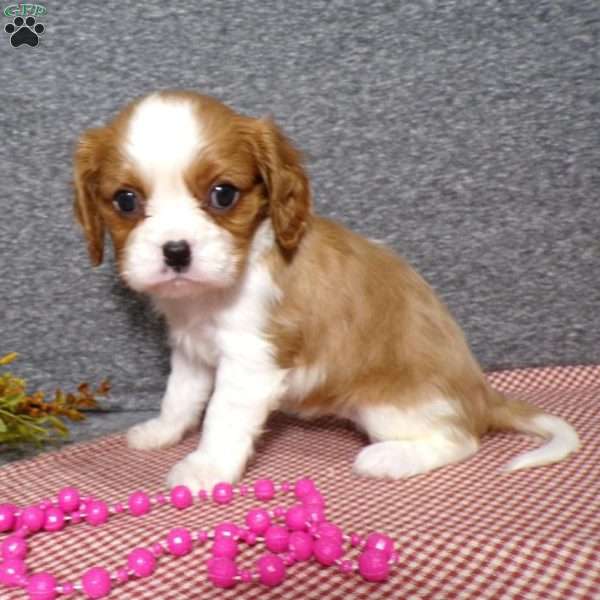 Bambi, Cavalier King Charles Spaniel Puppy