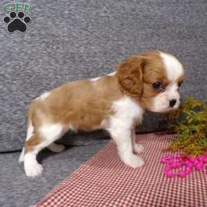 Bambi, Cavalier King Charles Spaniel Puppy