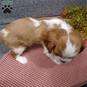 Bambi, Cavalier King Charles Spaniel Puppy