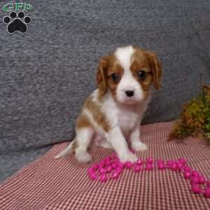 Bella, Cavalier King Charles Spaniel Puppy