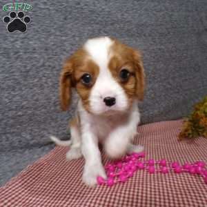 Bella, Cavalier King Charles Spaniel Puppy