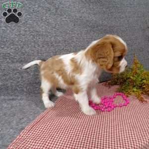 Bella, Cavalier King Charles Spaniel Puppy