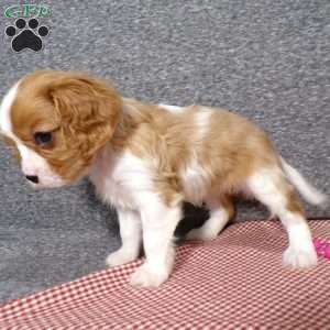 Bella, Cavalier King Charles Spaniel Puppy