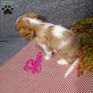 Bella, Cavalier King Charles Spaniel Puppy