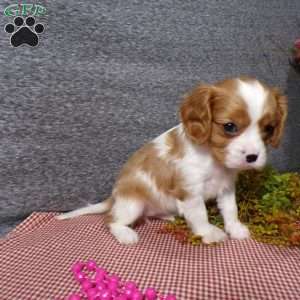 Bella, Cavalier King Charles Spaniel Puppy