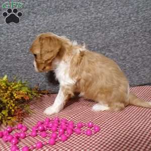 Becki, Cavalier King Charles Spaniel Puppy