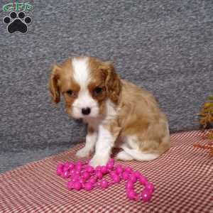 Becki, Cavalier King Charles Spaniel Puppy