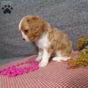 Becki, Cavalier King Charles Spaniel Puppy