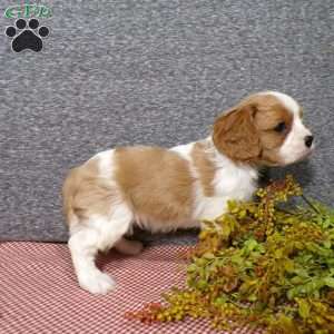 Bubbles, Cavalier King Charles Spaniel Puppy