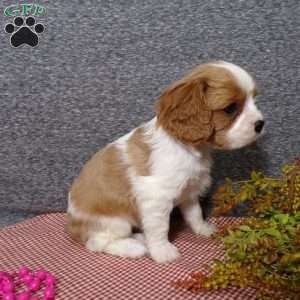 Bubbles, Cavalier King Charles Spaniel Puppy