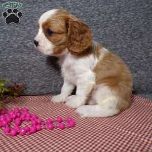 Bubbles, Cavalier King Charles Spaniel Puppy