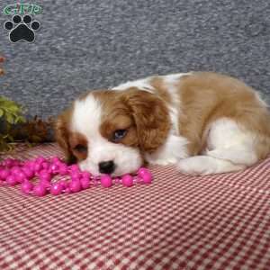 Bubbles, Cavalier King Charles Spaniel Puppy