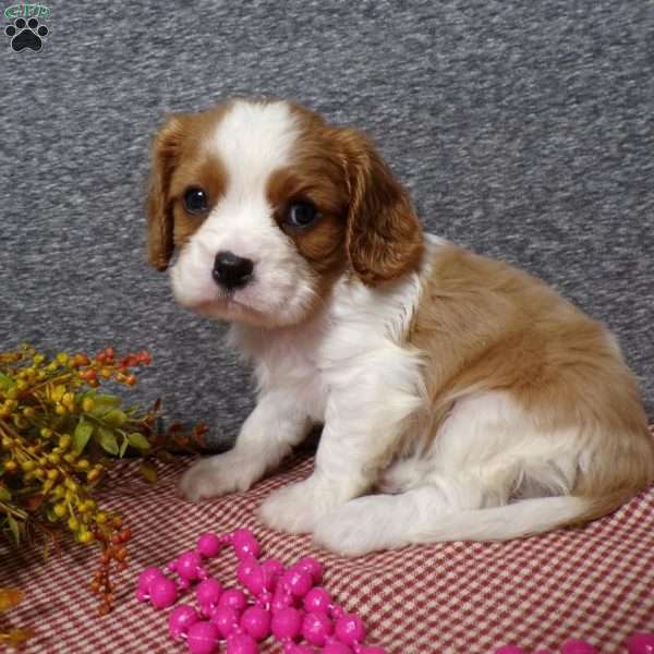 Bubbles, Cavalier King Charles Spaniel Puppy