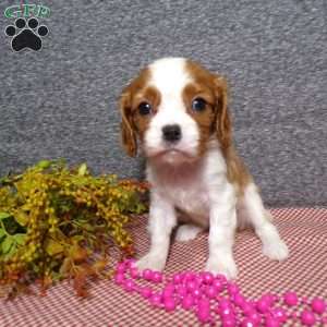 Brandi, Cavalier King Charles Spaniel Puppy
