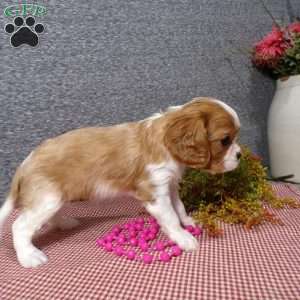 Brandi, Cavalier King Charles Spaniel Puppy