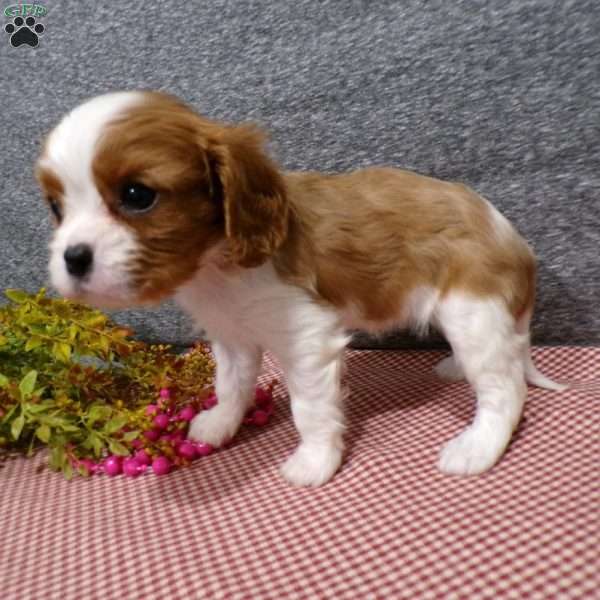 Brandi, Cavalier King Charles Spaniel Puppy
