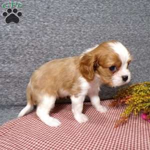 Brandi, Cavalier King Charles Spaniel Puppy