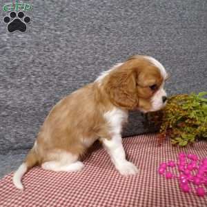 Brandi, Cavalier King Charles Spaniel Puppy