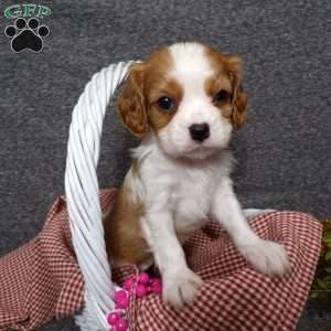 Bianca, Cavalier King Charles Spaniel Puppy