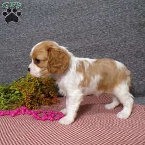 Bianca, Cavalier King Charles Spaniel Puppy