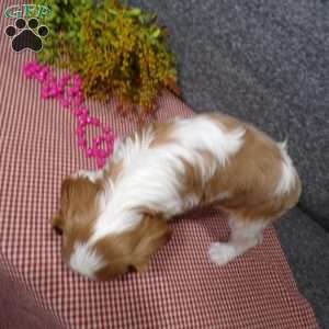 Bianca, Cavalier King Charles Spaniel Puppy