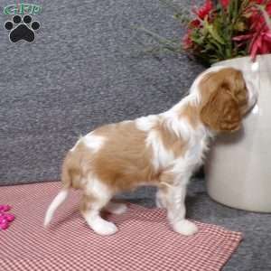 Bianca, Cavalier King Charles Spaniel Puppy