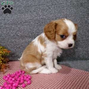 Bianca, Cavalier King Charles Spaniel Puppy